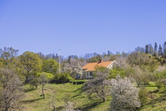 Small country house with red tile roof on green hillside surrounded by flowering cherry trees and