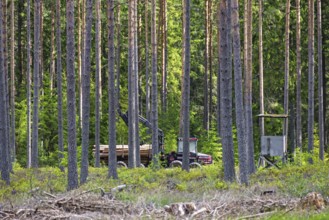 Forwarder with a crane transporting cut timber logs in coniferous forest among tall pine trees and