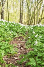 Forest path covered with white Wood anemone (Anemone nemorosa) flowers and green foliage among
