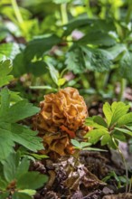 Back Morel (Morchella conica) mushroom growing on forest floor among green leaves and dry soil in