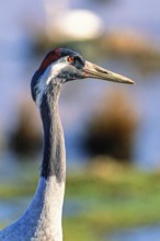 Close-up portrait of a Crane (grus grus) head with red crown and sharp beak against soft blurred