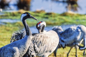 Cranes (grus grus) standing and preening in a wetland a sunny spring day, Hornborgasjön, Sweden