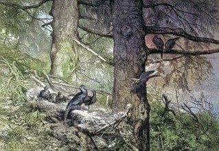 Common pheasant, Phasianus colchicus, im Wald, Germany/common pheasant, in the wood, Germany,