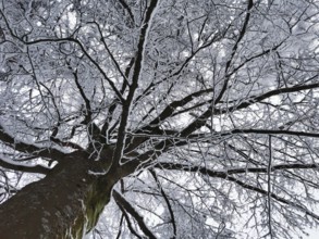 Snow-covered tree with branching branches against grey sky, frog-eye view, Fichtelgebirge