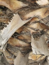 Close-up of the textured bark of a palm tree (arecaceae), Morocco