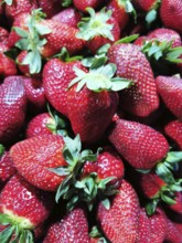 A close-up of fresh, red strawberries (fragaria) with green leaves