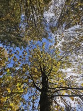 Autumn leaves in treetops against a blue sky, Fichtelgebirge