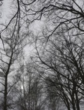 Silhouettes of trees and branches against a grey sky, Thuringian Forest nature park Park