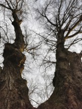 View of the heights between two old trees with visible clouds, Thuringian Forest nature park Park