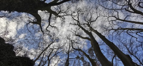 Trees and branches rise up against a blue sky with white clouds, Franconian Switzerland