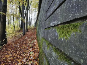 A path in autumn forest along a mossy wall, fortress surrounded by colorful foliage, Franconian
