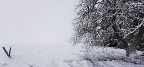 Snowy tree on the edge of a field in a quiet winter landscape, Rennsteig, Thuringian Forest nature