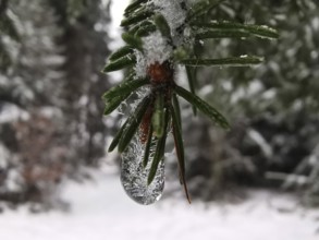 Close-up of a frozen ice crystal on a pine branch (pinus), Rennsteig, Franconian Forest nature park