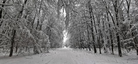 Idyllic, snow-covered forest trail with snow-covered trees on both sides, Rennsteig, Frankenwald