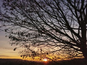 Silhouette of a tree at sunset, peaceful atmosphere, Franconian Forest nature park Park