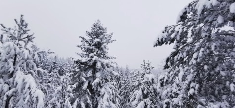 Snowy coniferous forest under a cloudy winter sky, Fichtelgebirge