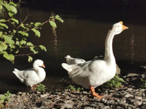 Geese (anseres) enjoying the sun on the banks of a river, Fichtelgebirge