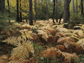 Yellow fern (fern) widely covers the forest floor in autumn, Franconian Forest nature park Park