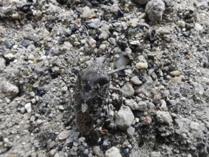 A Raphigaster nebulosa (Raphigaster nebulosa) well camouflaged on grey gravel, Fichtelgebirge