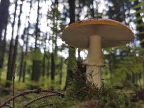 Fly agaric (amanita muscaria) growing out of the moss (musco) on the forest floor, frog