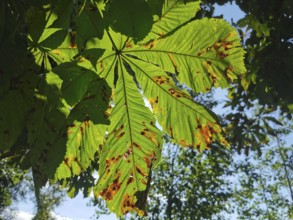 Green leaves of a horse chestnut (aesculus) in sunlight with shadows, Franconian Forest nature park