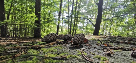Pine cones (Pinus) lying on moss-covered forest floor in the sunlight, Franconian Forest nature