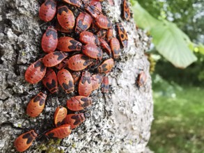 A group of red insects, common fire bugs (pyrrhocoris apterus) crawling on the bark of a tree,