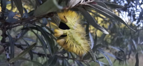 Furry yellow caterpillar of the beech stretched foot (calliteara pudibunda) in nature, Franconian