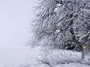 Snow-covered tree in a pristine winter field, Rennsteig, Thuringian Forest nature park Park