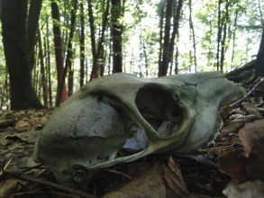 Skull of a roe deer (capreolus capreolus) on the forest floor, surrounded by foliage, Franconian