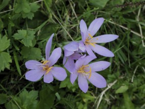 Close-up of pink-coloured autumn crocus (Colchicum autumnale) on a green meadow. Hüttchopf,