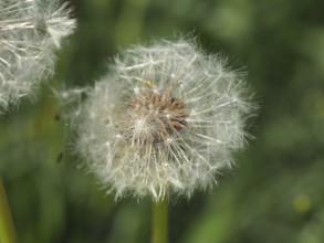 Close-up of a faded dandelion, common dandelion (Taraxacum officinale), in the green. Hüttchopf,