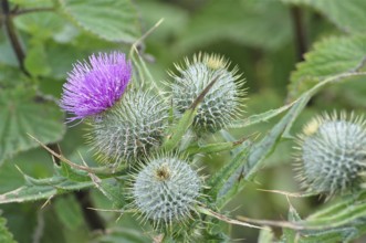 Spear Thistle (Cirsium vulgare) with purple flower and spiny green leaves, Goms, Canton Valais,