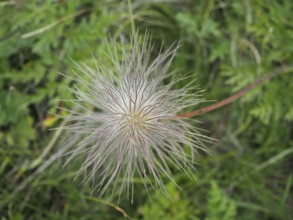 Plant seed head, plant seeds with delicate hairs of alpine pasqueflower (Pulsatilla alpina) on a