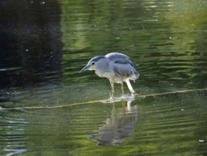 A night heron (Nycticorax nycticorax) stands still on a body of water with a clear reflection of