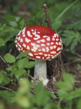 Fly agaric, (Amanita muscaria), with red cap and white spots in the forest. Goms, Canton Valais,