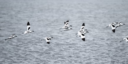 Avocets (Recurvirostra avosetta) fly over water, Namibia