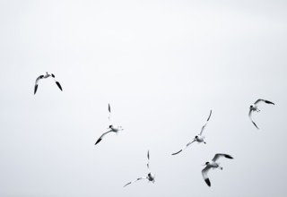 Avocets (Recurvirostra avosetta) flying against a white sky, Namibia
