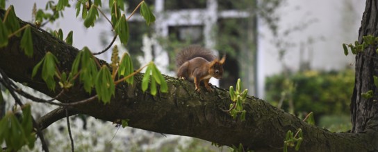 Brown squirrel (Sciurus) sitting on chestnut tree