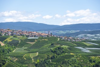 View of town, Varollo-Scanna village with fields and vineyards, Trentino, Italy