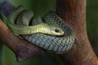 Boomslang (Dispholidus typus) in a tree, captive, Namibia