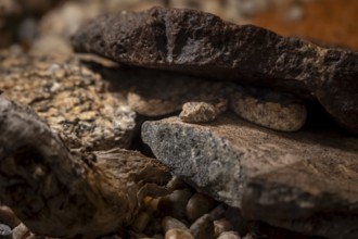 Western Keeled Snake (Pythonodipsas carinata) hides under a rock, captive, Namibia