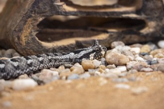 Many-horned adder (Bitis cornuta) lies on sand, captive, Namibia