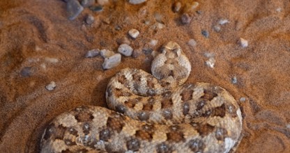 Horned adder (Bitis caudalis) lies on sand, captive, Namibia