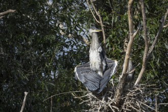 Grey heron (Ardea cinerea) young bird at the nest Hungary