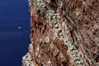 A large colony of gannets nests on a steep rock face with a view of the blue sea, The gannets