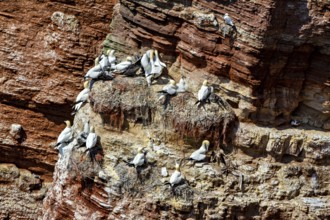Gannets sit densely in nests along the cliffs on a rocky seashore, The gannets (Morus bassanus) in