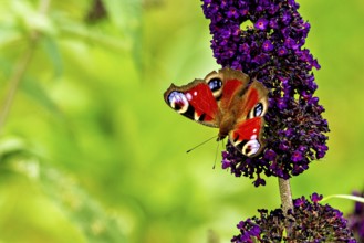 A colourful butterfly sits on a purple flower with a green background, nature looks alive, The