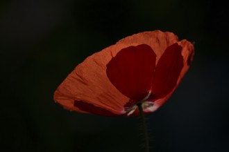 Common field poppy (Papaver rhoeas) single red flower backlit in summer, England, United Kingdom