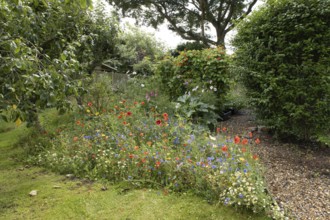 Wildflower border in a garden including field poppies, Corn marigold and Cornflower in summer,